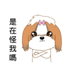 Shih Tzu Club（個別スタンプ：27）