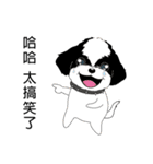 Shih Tzu Club（個別スタンプ：33）