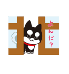 うごく！黒柴のあきひめ（個別スタンプ：11）