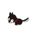 うごく！黒柴のあきひめ（個別スタンプ：13）