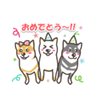 柴犬集合！～赤・黒・白柴～（個別スタンプ：35）