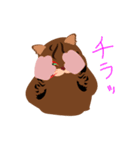 餃子猫（個別スタンプ：16）