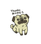 Puggy Pug Maruu（個別スタンプ：24）