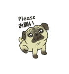 Puggy Pug Maruu（個別スタンプ：32）