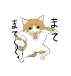 猫活（個別スタンプ：9）