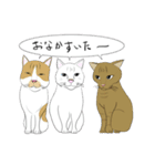 猫活（個別スタンプ：16）