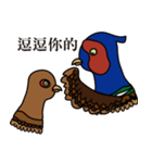 NDHU Blue Bird(ring-necked pheasant)（個別スタンプ：28）