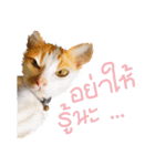 What Dose The Cat Say？（個別スタンプ：1）