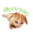 What Dose The Cat Say？（個別スタンプ：2）