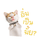 What Dose The Cat Say？（個別スタンプ：4）