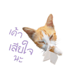 What Dose The Cat Say？（個別スタンプ：16）