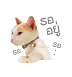 What Dose The Cat Say？（個別スタンプ：17）