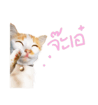 What Dose The Cat Say？（個別スタンプ：19）