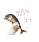 What Dose The Cat Say？（個別スタンプ：25）