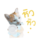 What Dose The Cat Say？（個別スタンプ：31）