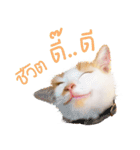 What Dose The Cat Say？（個別スタンプ：34）