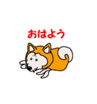 日本 柴犬 12（個別スタンプ：5）