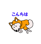 日本 柴犬 12（個別スタンプ：6）