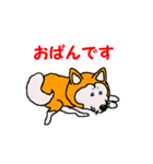 日本 柴犬 12（個別スタンプ：7）