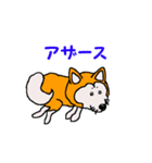 日本 柴犬 12（個別スタンプ：8）