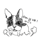 French bulldog Truffle French-speaking（個別スタンプ：33）