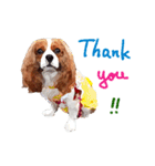 Cavalier King Charles Spaniel-nami（個別スタンプ：1）