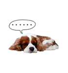 Cavalier King Charles Spaniel-nami（個別スタンプ：2）