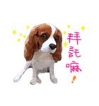 Cavalier King Charles Spaniel-nami（個別スタンプ：3）