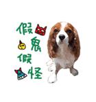 Cavalier King Charles Spaniel-nami（個別スタンプ：4）