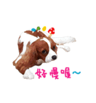 Cavalier King Charles Spaniel-nami（個別スタンプ：6）