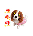 Cavalier King Charles Spaniel-nami（個別スタンプ：7）