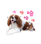 Cavalier King Charles Spaniel-nami（個別スタンプ：8）