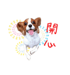 Cavalier King Charles Spaniel-nami（個別スタンプ：10）