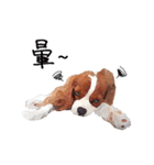 Cavalier King Charles Spaniel-nami（個別スタンプ：11）