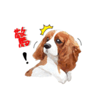 Cavalier King Charles Spaniel-nami（個別スタンプ：12）