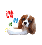 Cavalier King Charles Spaniel-nami（個別スタンプ：14）