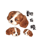 Cavalier King Charles Spaniel-nami（個別スタンプ：15）