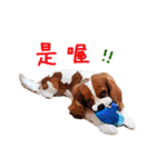 Cavalier King Charles Spaniel-nami（個別スタンプ：16）