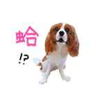 Cavalier King Charles Spaniel-nami（個別スタンプ：17）