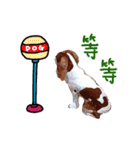 Cavalier King Charles Spaniel-nami（個別スタンプ：18）