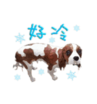 Cavalier King Charles Spaniel-nami（個別スタンプ：19）