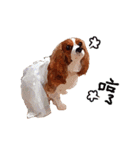 Cavalier King Charles Spaniel-nami（個別スタンプ：21）