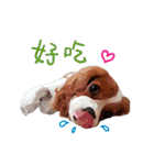 Cavalier King Charles Spaniel-nami（個別スタンプ：22）