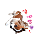 Cavalier King Charles Spaniel-nami（個別スタンプ：24）