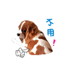 Cavalier King Charles Spaniel-nami（個別スタンプ：25）