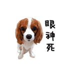 Cavalier King Charles Spaniel-nami（個別スタンプ：26）