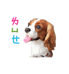 Cavalier King Charles Spaniel-nami（個別スタンプ：28）