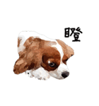 Cavalier King Charles Spaniel-nami（個別スタンプ：29）