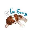 Cavalier King Charles Spaniel-nami（個別スタンプ：32）