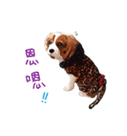 Cavalier King Charles Spaniel-nami（個別スタンプ：33）